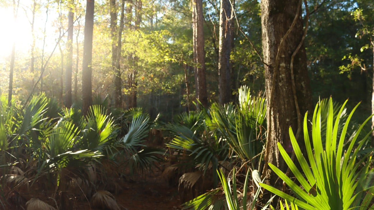 Big Thicket National Preserve - Explore diverse ecosystems in this 'Biological Crossroads of North America' with over 40 miles of hi...