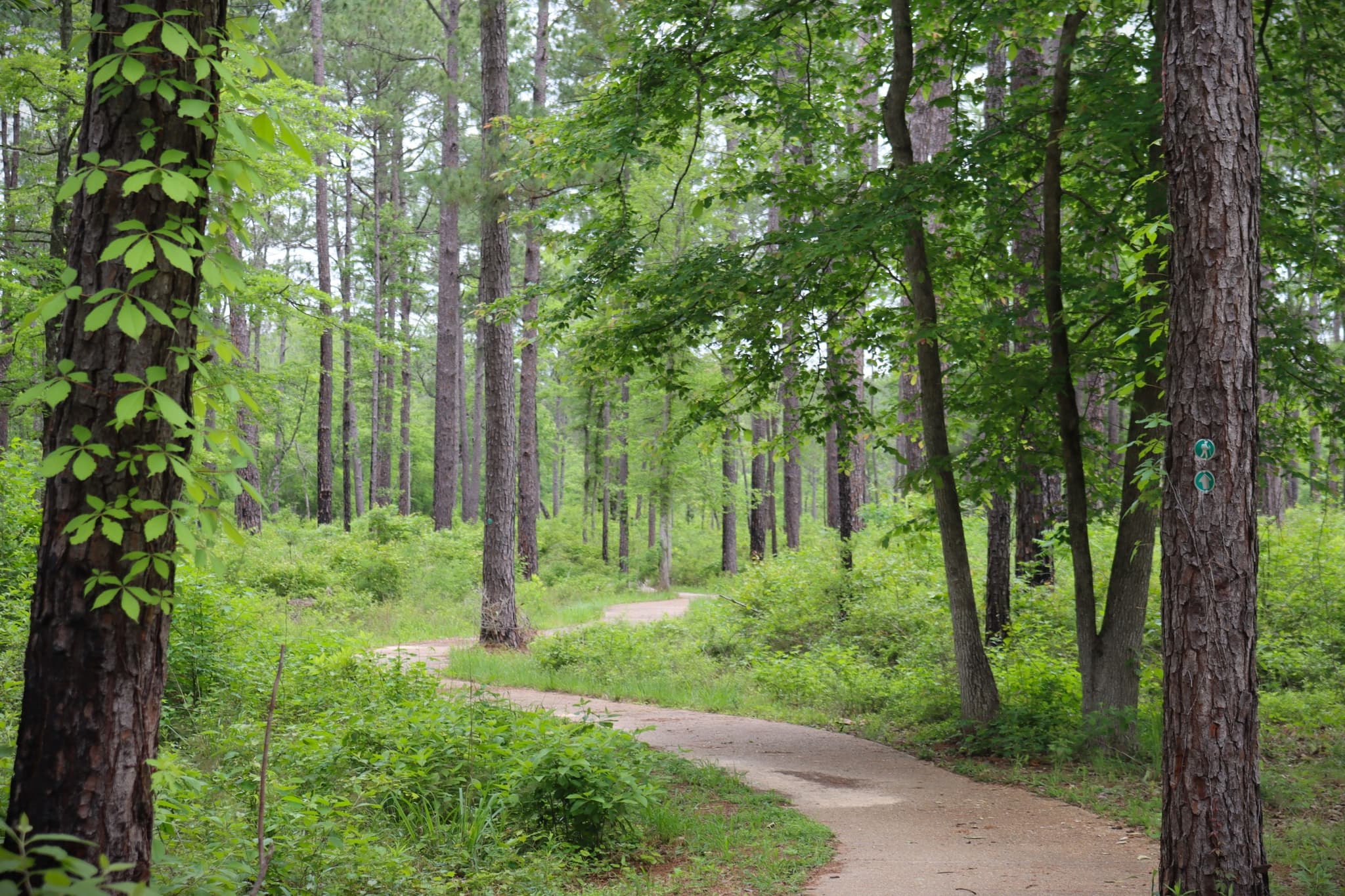 Pitcher Plant Trail - A short, accessible 0.5-mile trail featuring rare carnivorous plants and unique bog ecosystems found...
