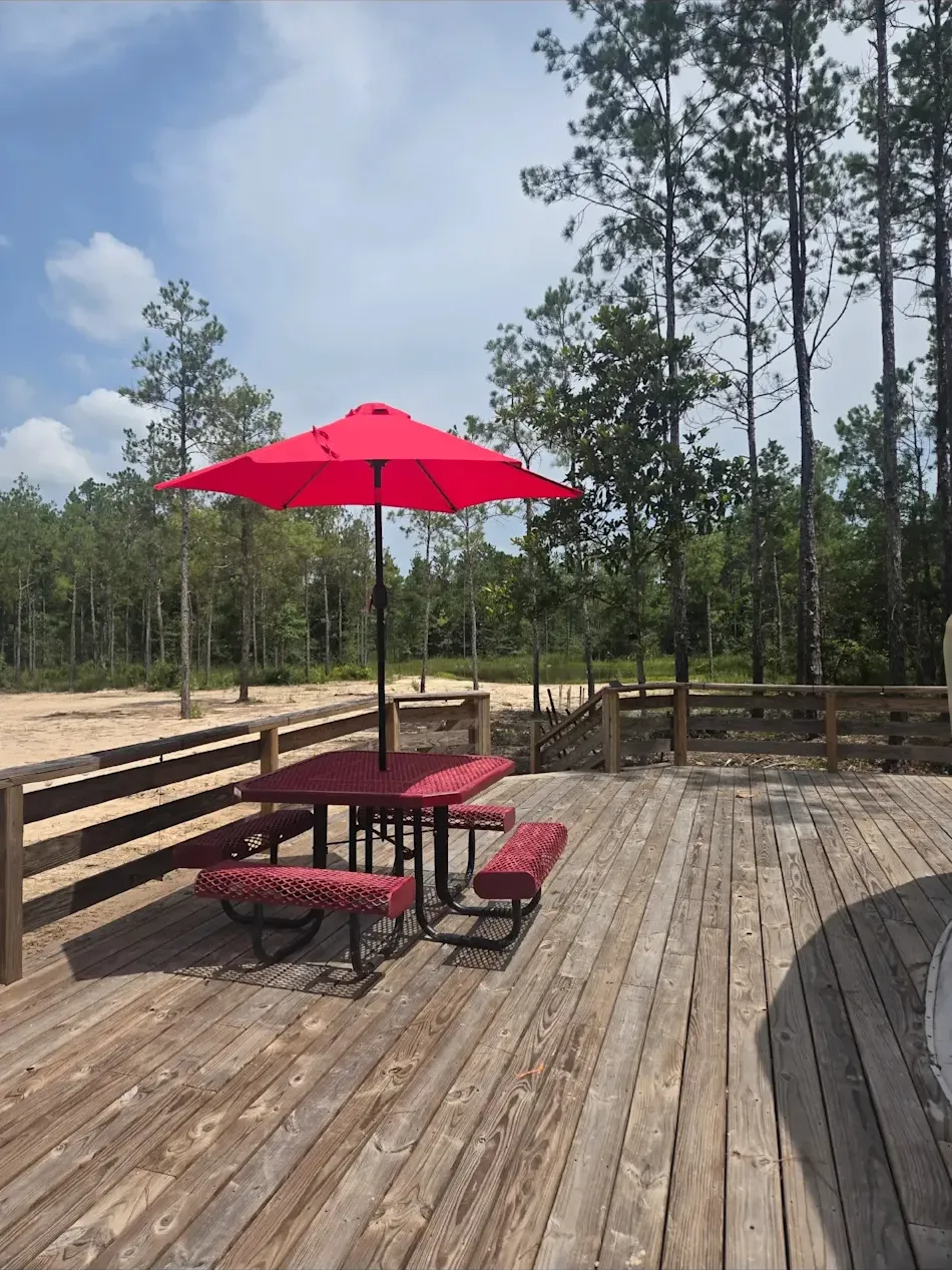 The domeβs wooden deck looking out over the East Texas pine forest under a clear sky